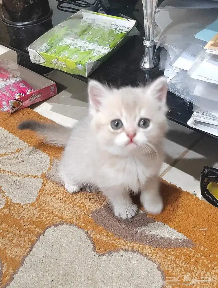 كيتن اسكوتش 4