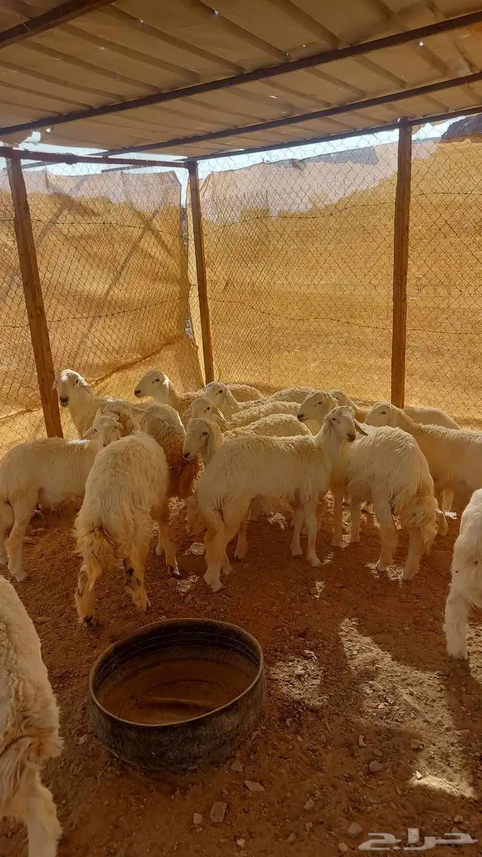 طليان ذبائح 0