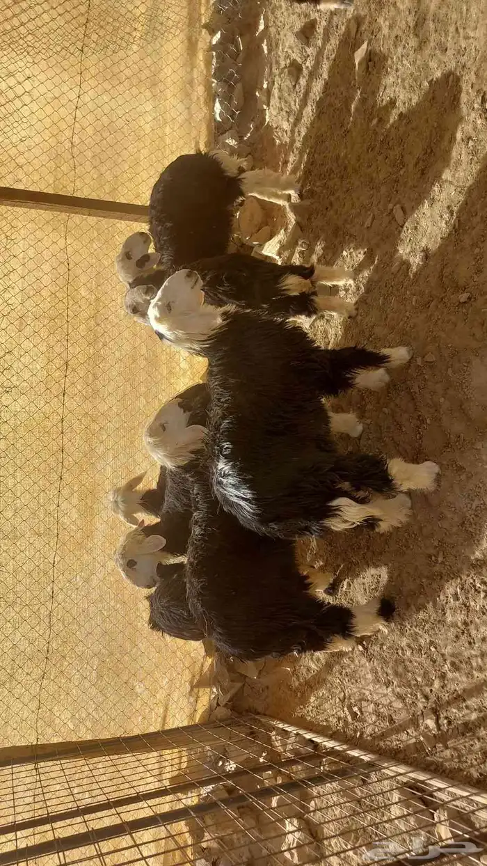 طليان ذبائح 2