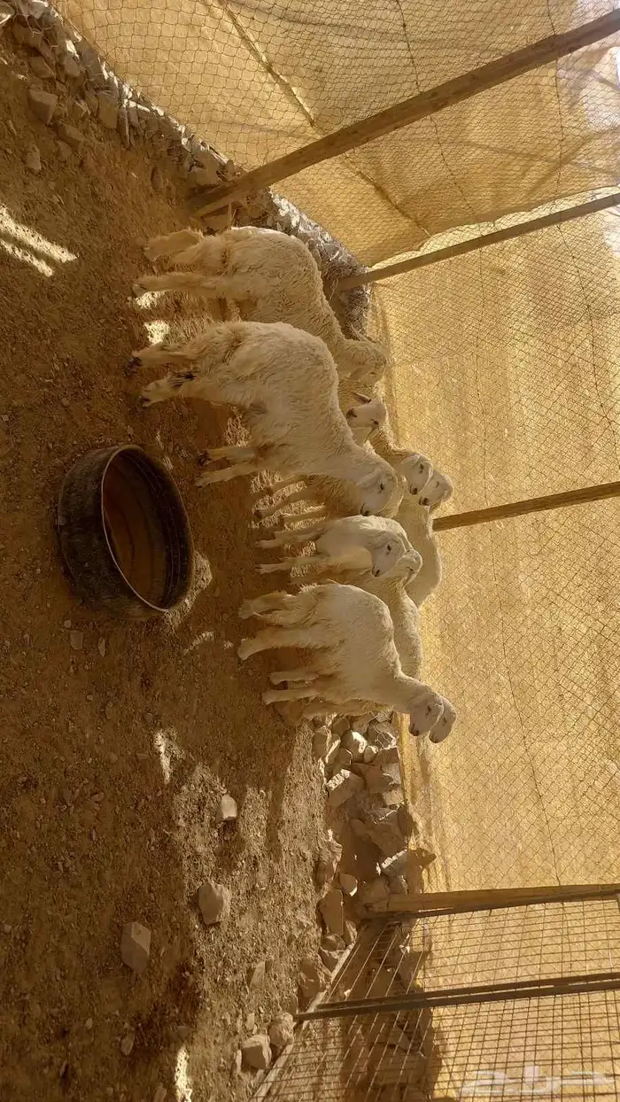 طليان ذبائح 4