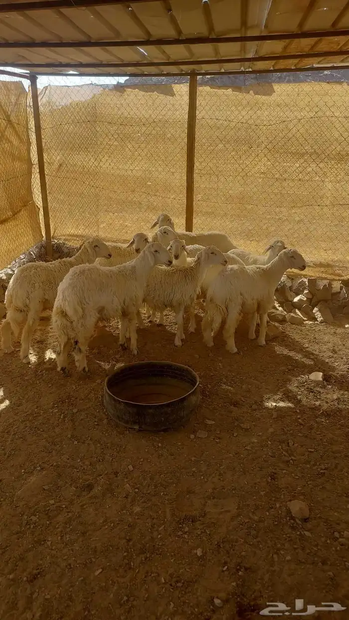 طليان ذبائح 3