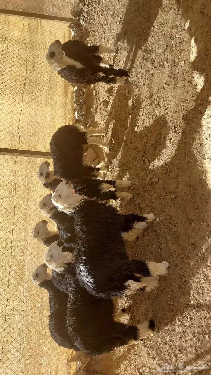 طليان ذبائح 1