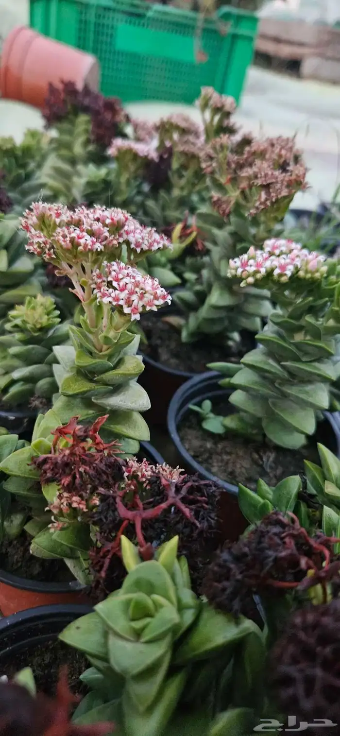 صبار وعصاريات للبيع 2