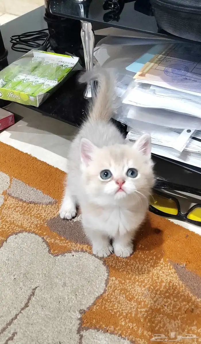 كيتن اسكوتش 3