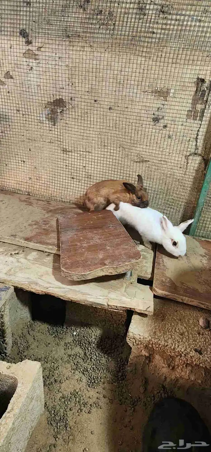 ارانب نذرلاند (قزمه) 0