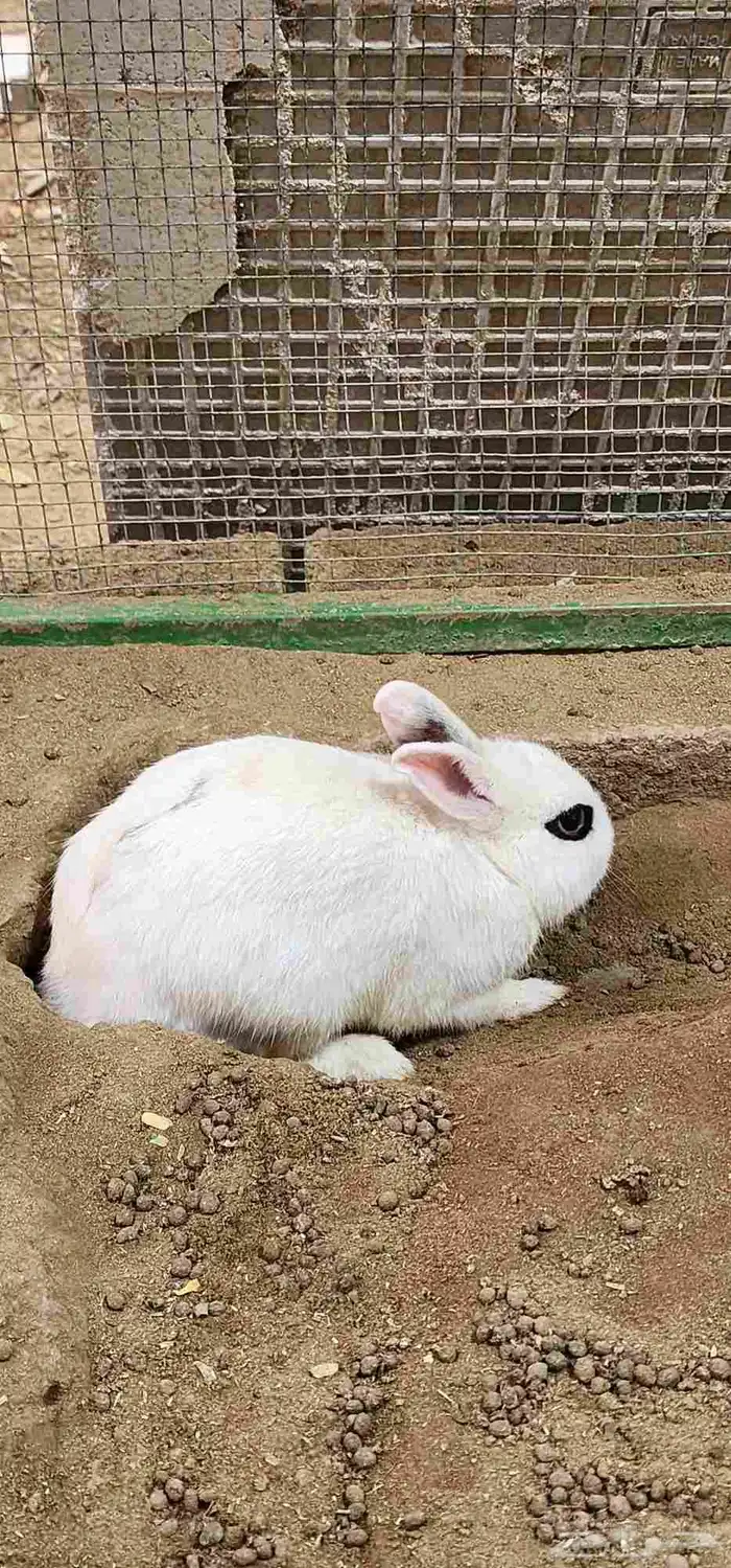 ارانب نذرلاند (قزمه) 4