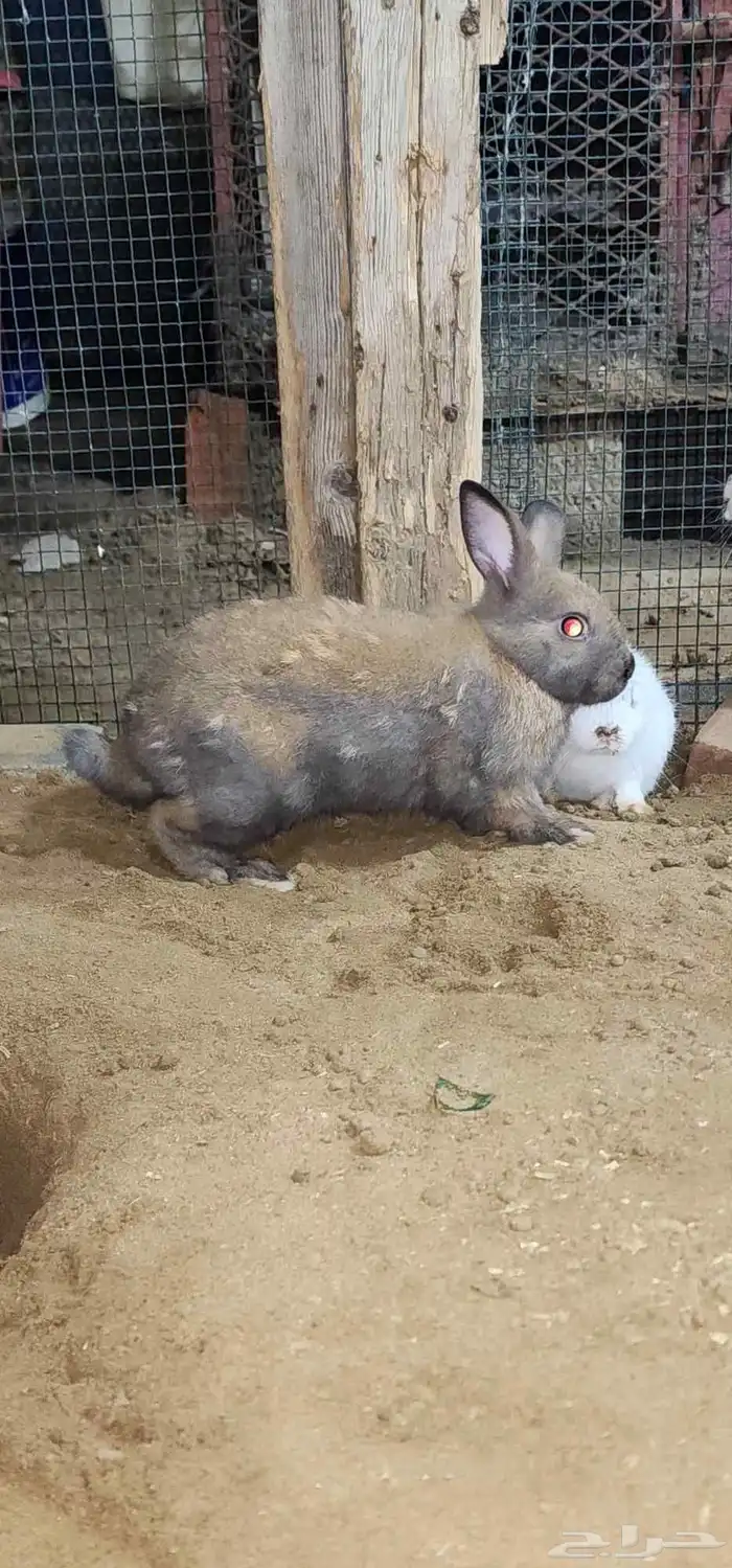 ارانب نذرلاند (قزمه) 5