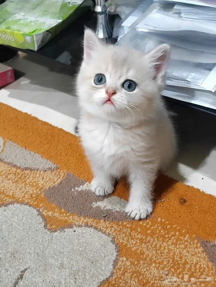 كيتن اسكوتش 0