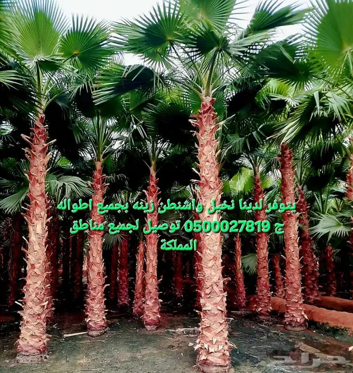 نخل واشنطني للبيع 0