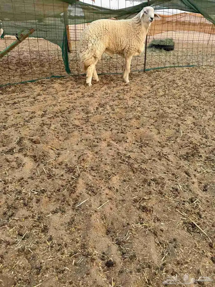 طلي حري ثني مشروط صوووفه ملكيه 1