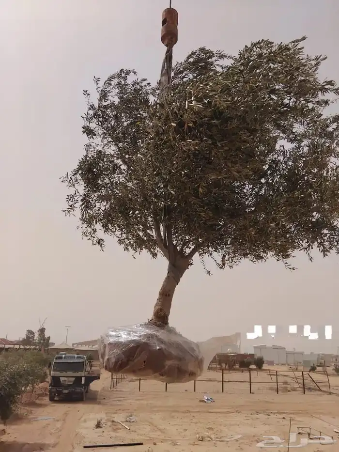 اشجار زيتون معمره 4