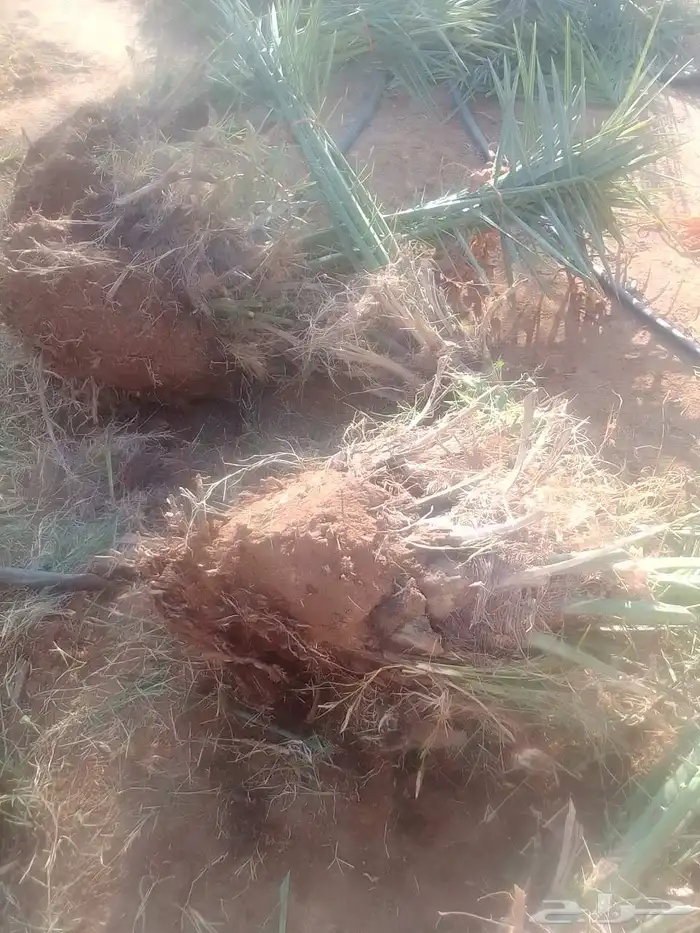 معلم النخل قشع 0