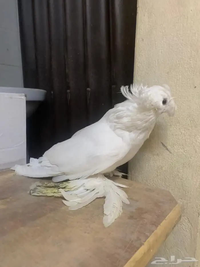 3 حبات بخارى 2