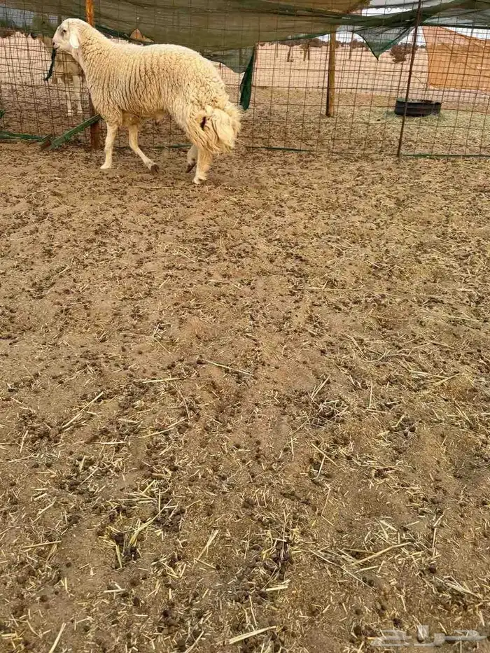 طلي حري ثني مشروط صوووفه ملكيه 0