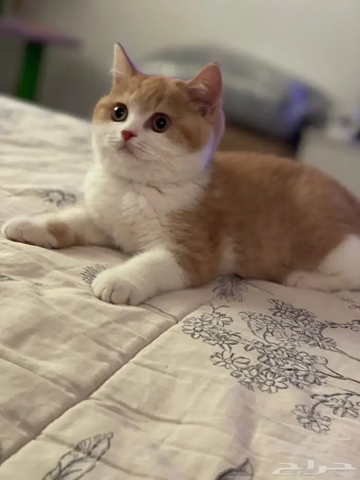 للبيع أنثى سكوتش ستريت ابيور 0