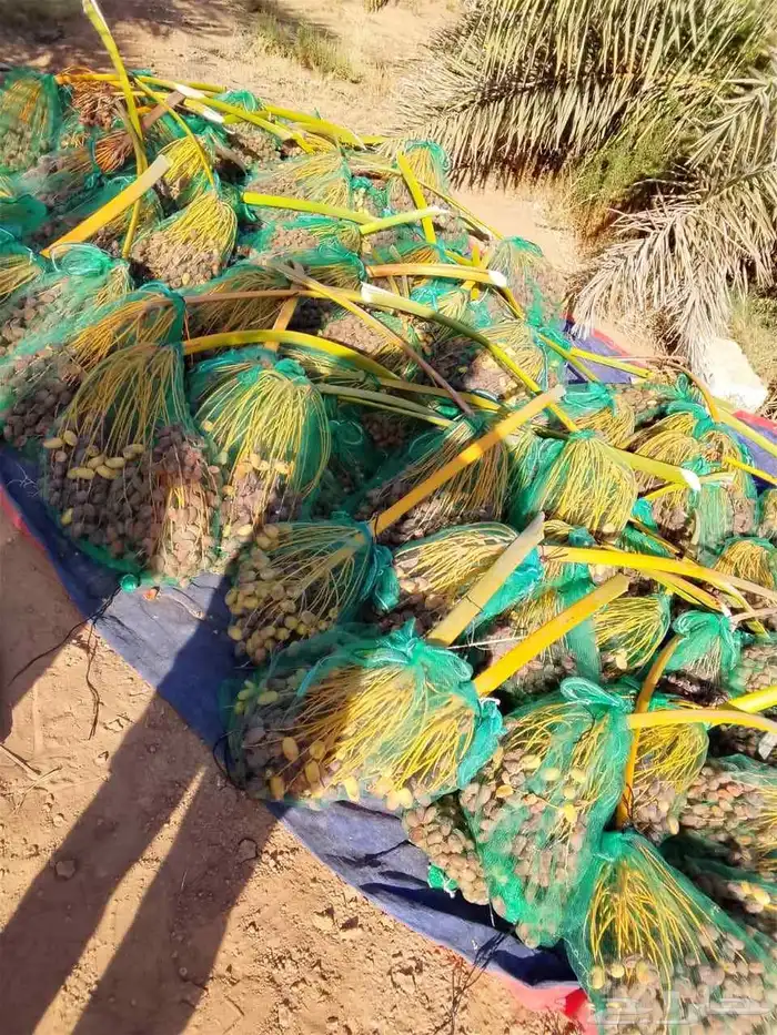 يوجد لدينا جميع انواع النخيل المثمره وجميع المقاسات المختلفه 7