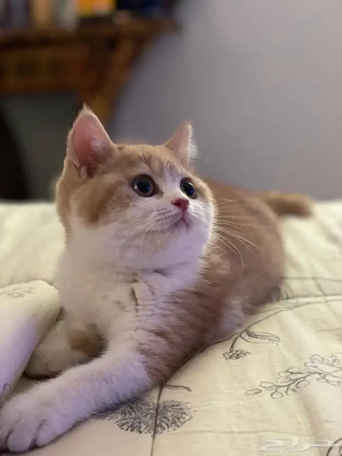 للبيع أنثى سكوتش ستريت ابيور 1