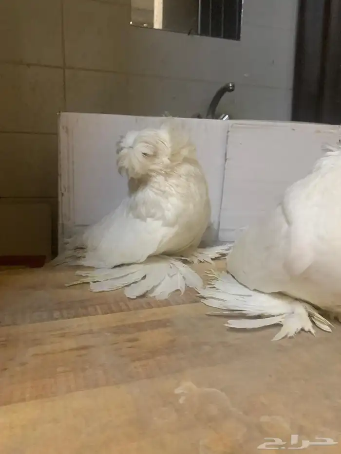 3 حبات بخارى 3