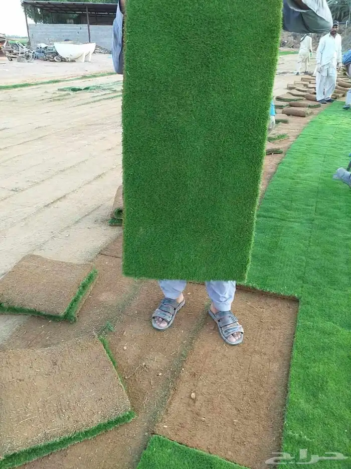 ثيل طبيعي C2000 عشب طبيعي 5