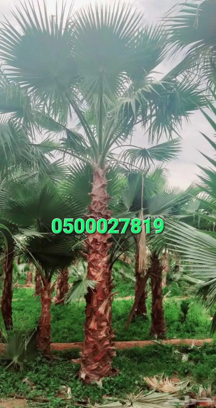 نخل واشنطني للبيع 1