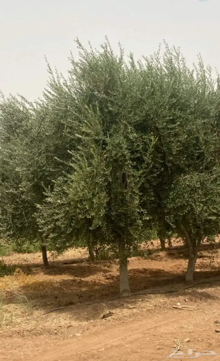 اشجار زيتون معمره 1