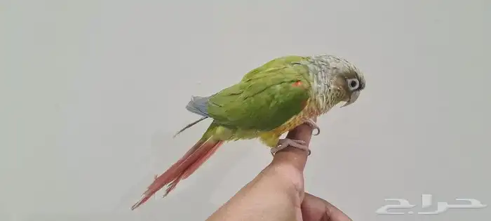 كنيور اناناس 1