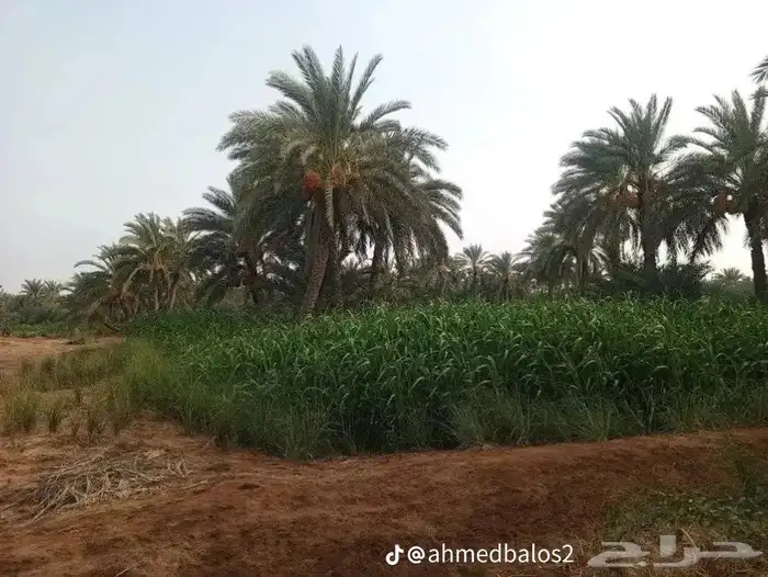 ابو سالم لجميع توريد انخيل عربي سكري صقعي اخلاص برحي وشنطني 3