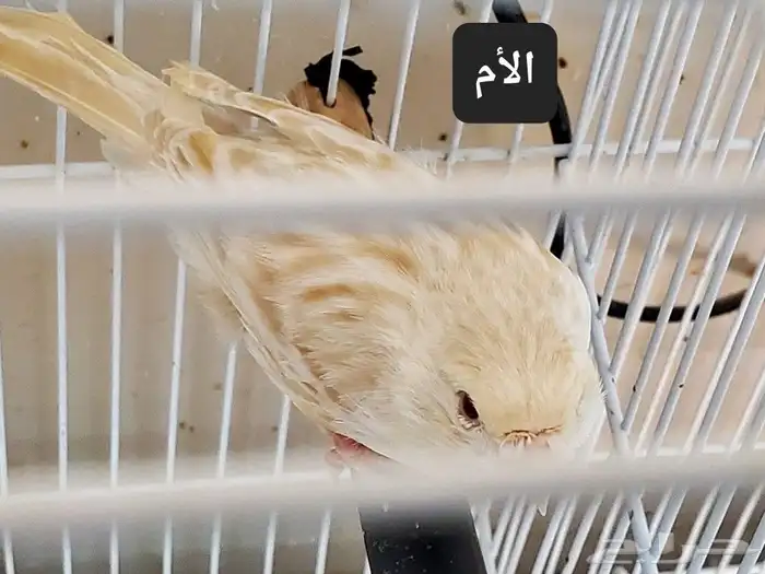 كناري 4 حبات للبيع 7