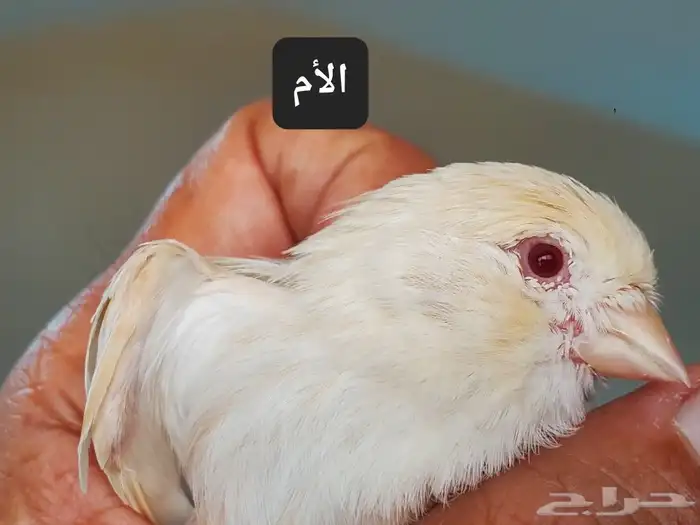 كناري 4 حبات للبيع 8