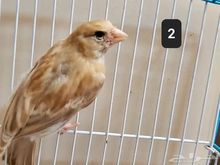 كناري 4 حبات للبيع 3