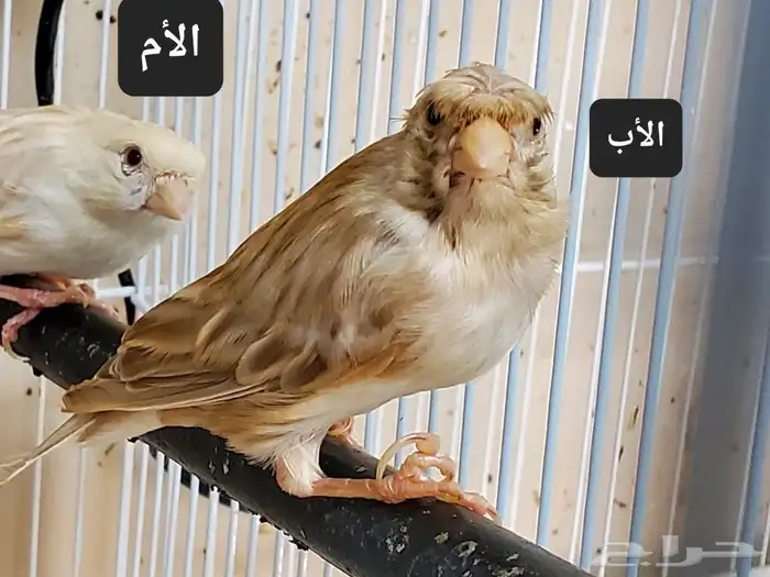 كناري 4 حبات للبيع 6