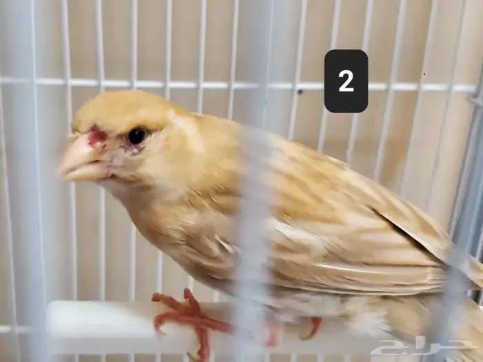 كناري 4 حبات للبيع 2