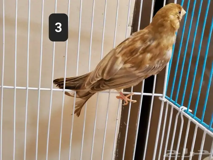كناري 4 حبات للبيع 5