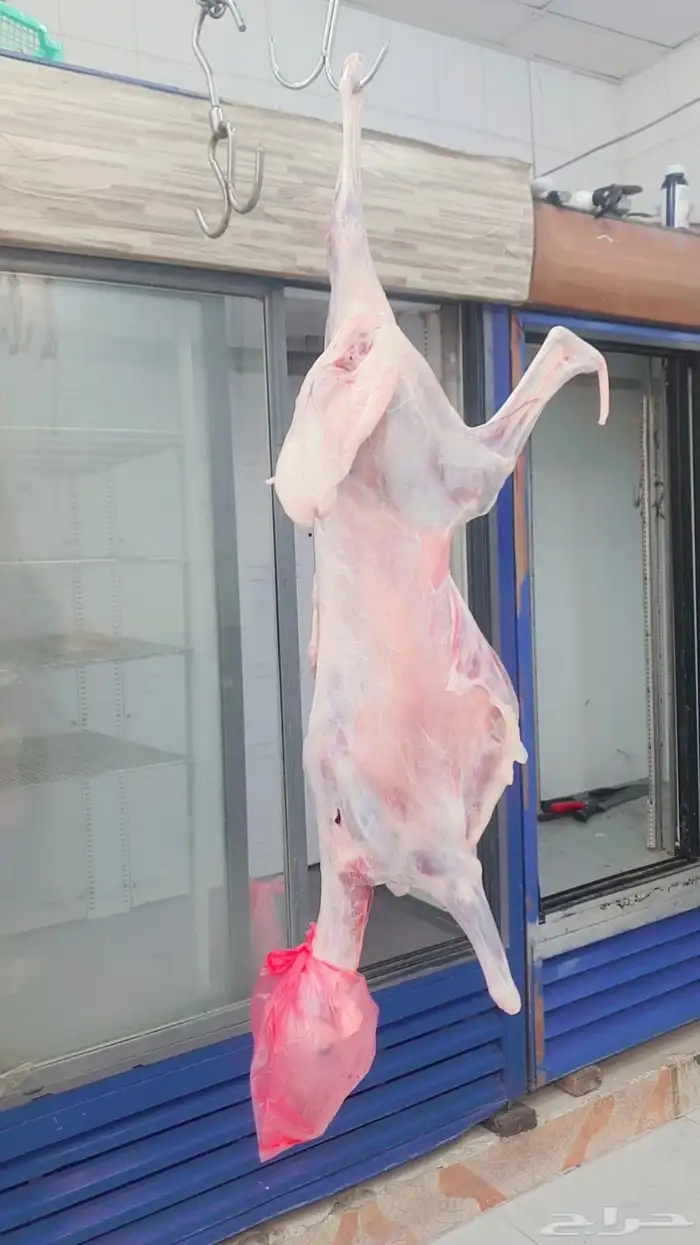 خرفان البلديات وخرفان من الفرشه ولحم كفو وسعار مناسبه 2