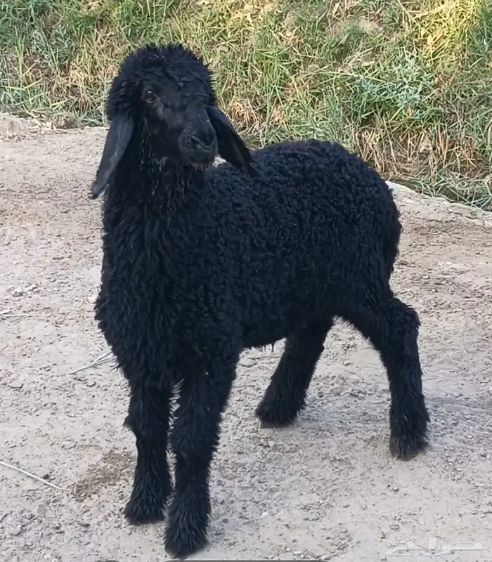 خروف عربي 0