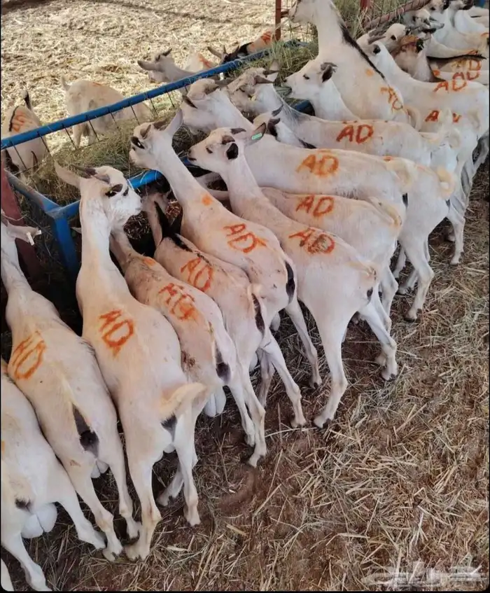 ذبيحتك واصلة لبيتك 6