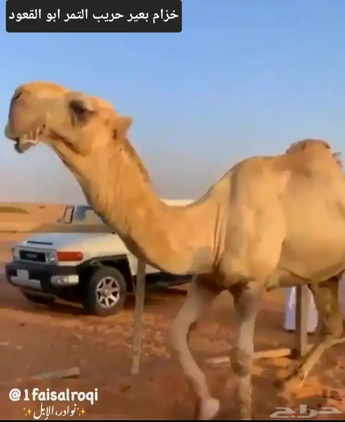 بعير احمر باتلي كفو 1