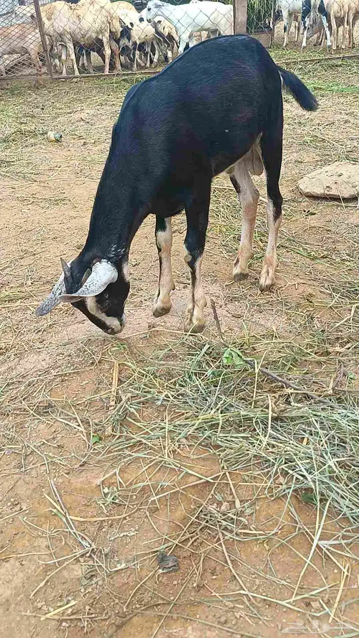 تيس بلدي للبيع 2