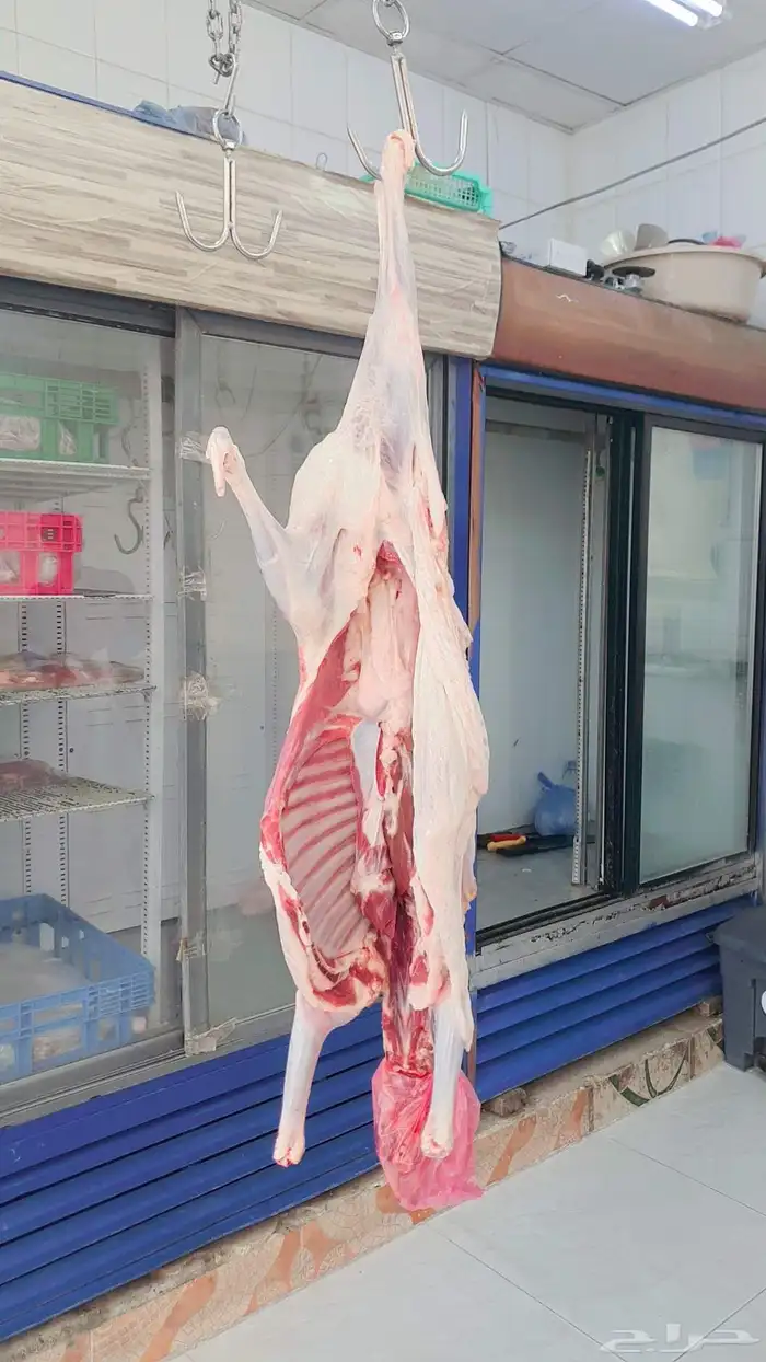 خرفان البلديات وخرفان من الفرشه ولحم كفو وسعار مناسبه 5