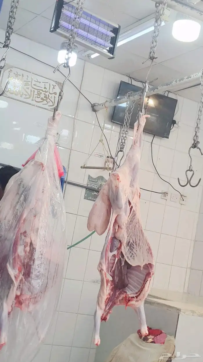 خرفان البلديات وخرفان من الفرشه ولحم كفو وسعار مناسبه 4