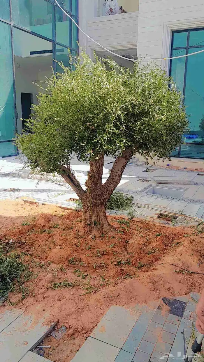 زيتون معمر ومفرع زينه 6