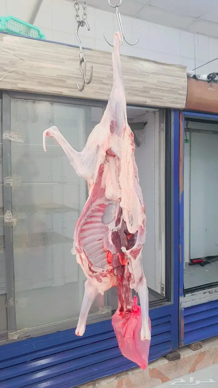 خرفان البلديات وخرفان من الفرشه ولحم كفو وسعار مناسبه 3