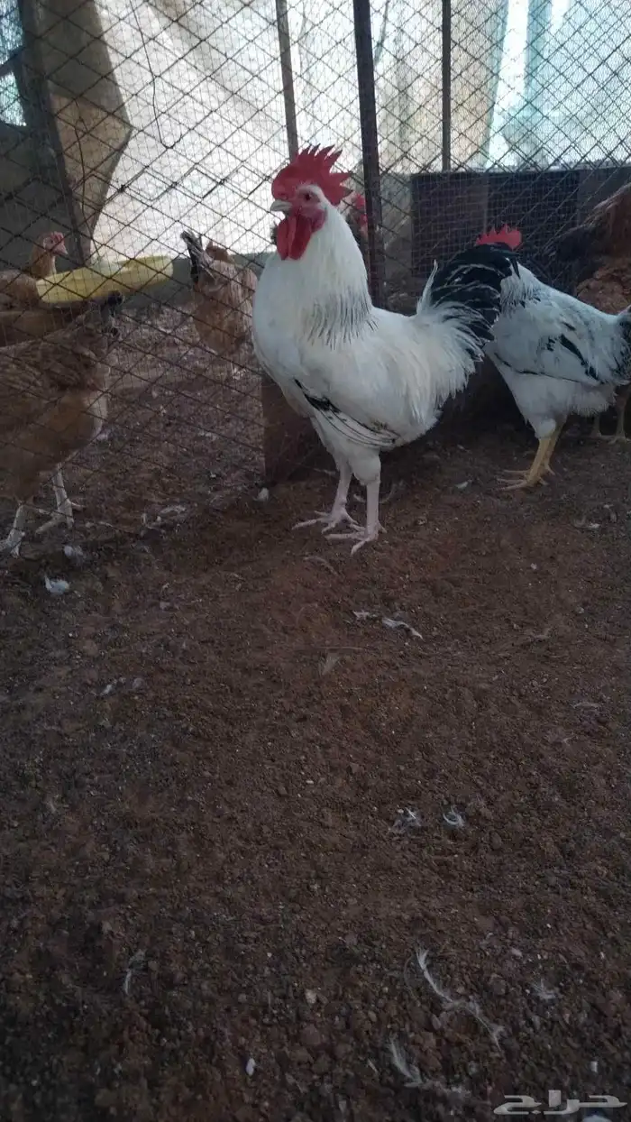 ديوك فرنسي بيور 5 4