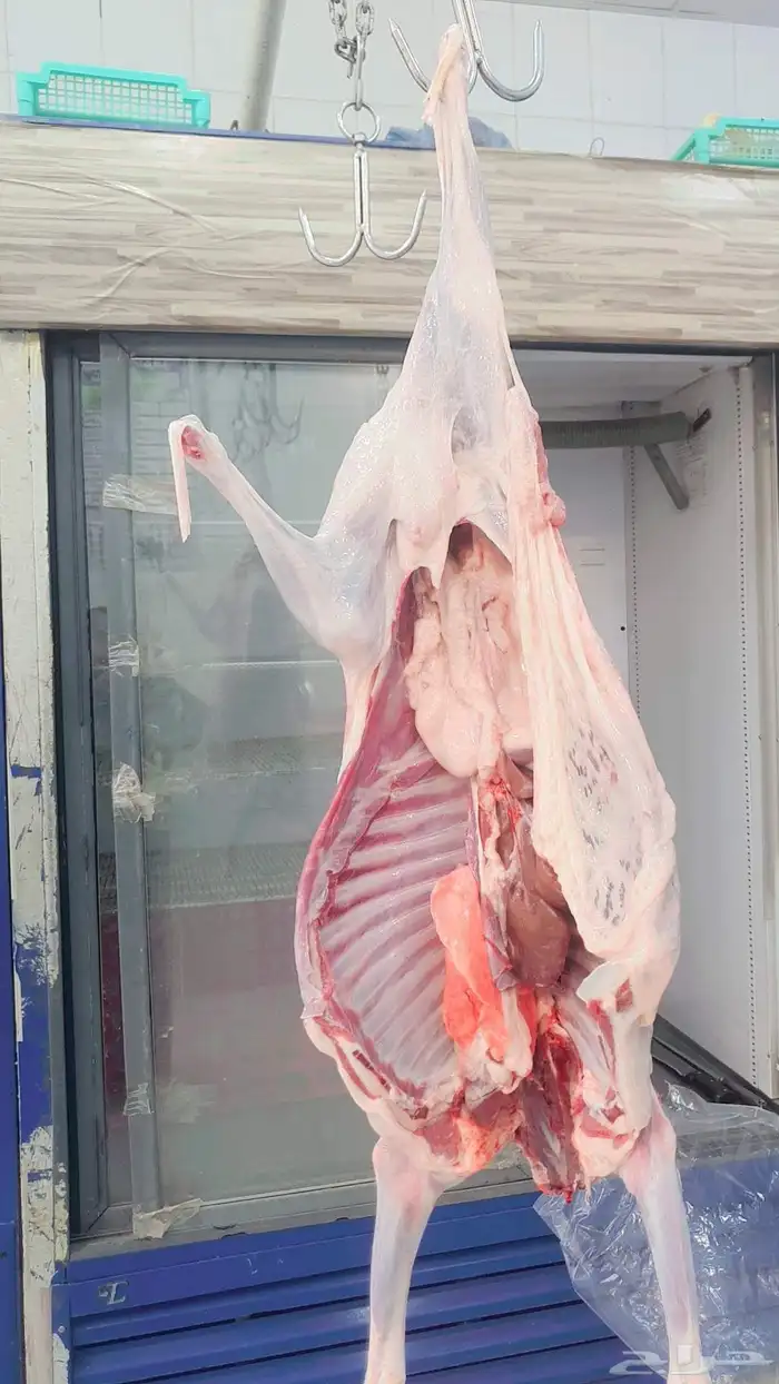 خرفان البلديات وخرفان من الفرشه ولحم كفو وسعار مناسبه 6