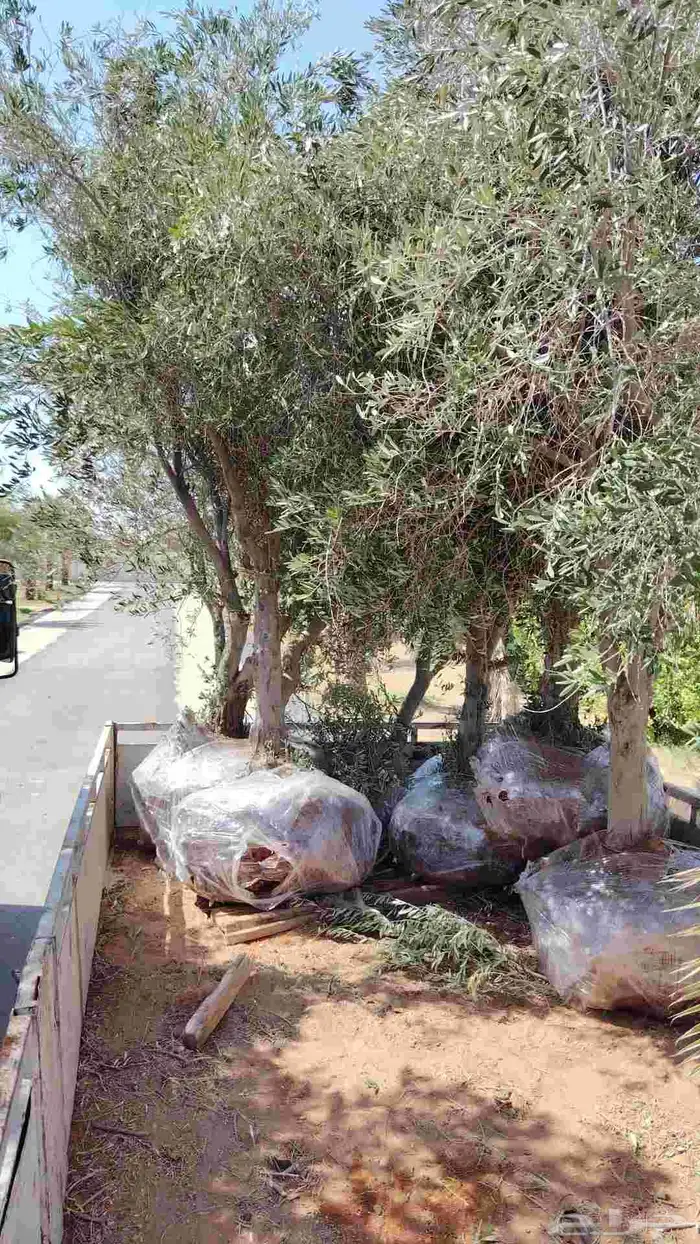 زيتون نيبالي 2