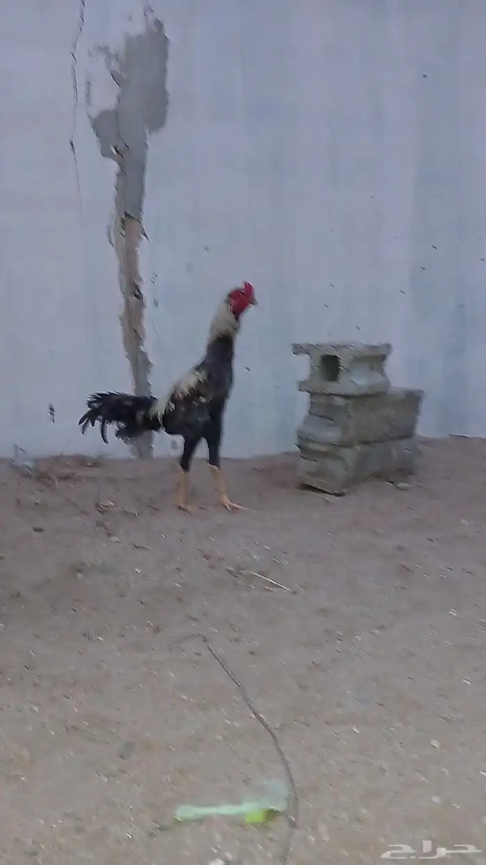للبيع ديك كويتي 0