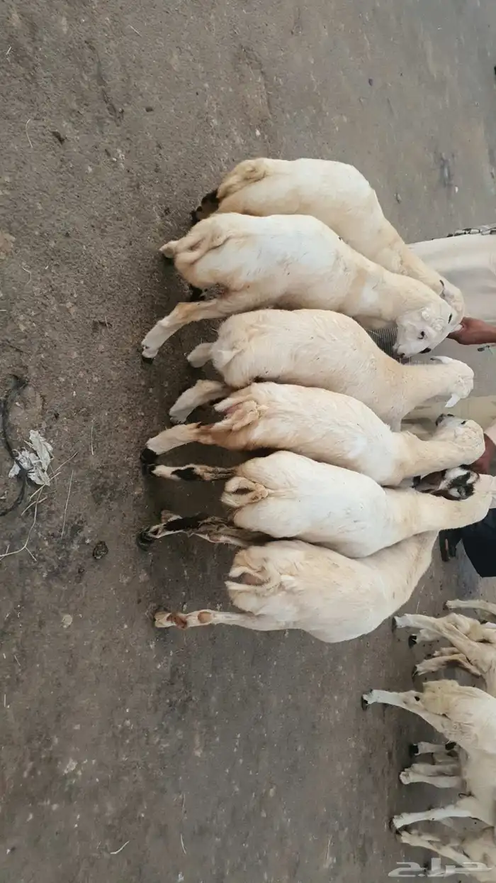 خرفان البلديات وخرفان من الفرشه ولحم كفو وسعار مناسبه 10