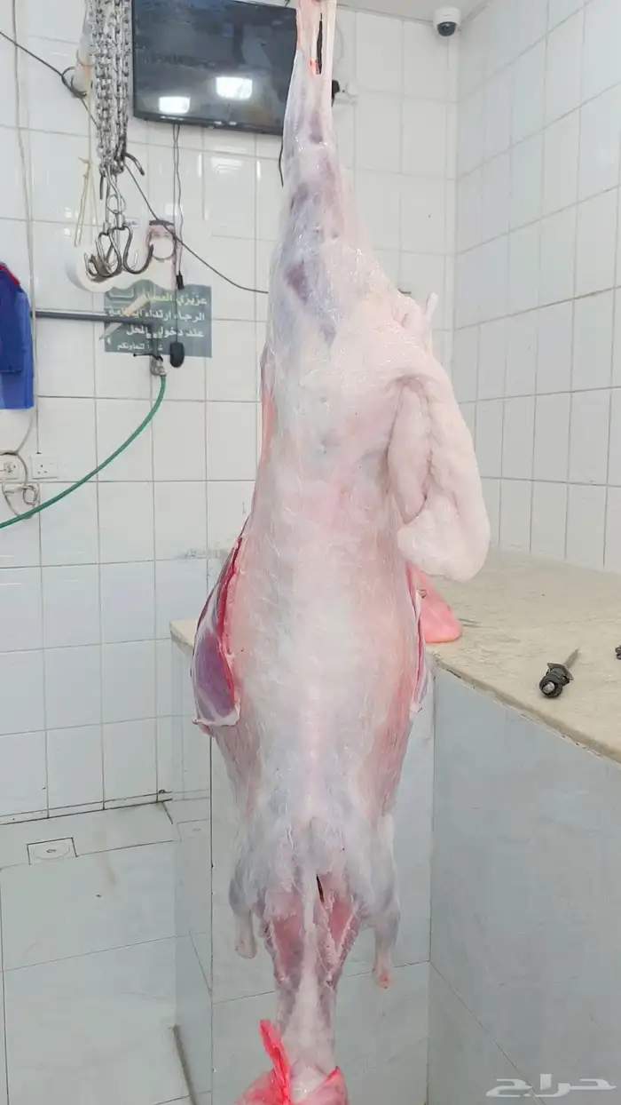 خرفان البلديات وخرفان من الفرشه ولحم كفو وسعار مناسبه 9