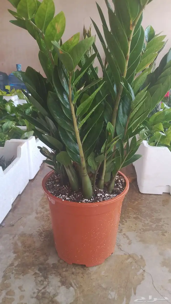 . زراعه وصيانه 3