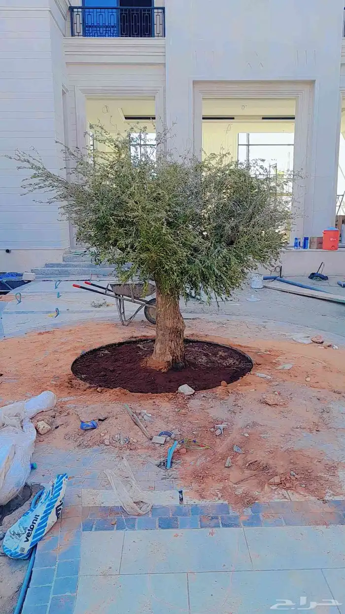 زيتون معمر ومفرع زينه 7